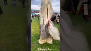 Bulgeria unique festival  Kukeri  😲 [upl. by Sawyor293]