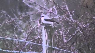 Wildlife  Wheatear of Blashford Lakes [upl. by Garbers315]