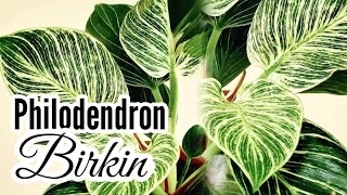 Philodendron Birkin  Complete Care Tips [upl. by Ahsaetan]