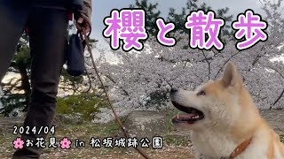 櫻と散歩 9 お花見 in 松坂城跡公園 [upl. by Vatsug]