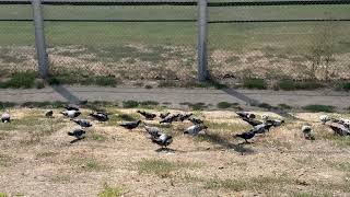 shortvideoviral Birds Pigeons park [upl. by Brenner903]