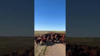 Not A Bad Day To Move Cattle 🐮🤠 [upl. by Enelram]