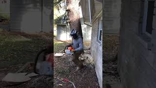 Tree cutting chainsaw man youtubeshorts trending labour treecutting viralshort shorts [upl. by Christos]