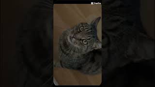 EditcapcitSigge my cat [upl. by Maon]