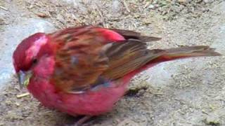 Pink Browed Rosefinch Valley of Flowers Uttarakhand [upl. by Htiderem226]