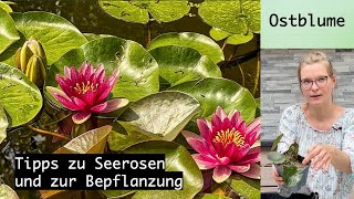 Tipps zu Seerosen und zur Bepflanzung [upl. by Aksoyn]