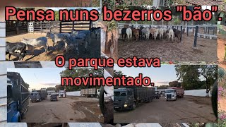 Transporte de 20 bezerros pra ExpoAgro GV👏🏻👏🏻👏🏻 [upl. by Aufmann]