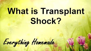 What is Transplant Shock [upl. by Marentic579]