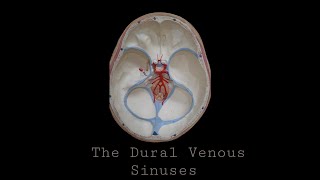 Dural Venous Sinuses [upl. by Nodla]