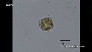 Pequeña diatomea de agua dulce Thalassiosira Cyclotella  Small freshwater diatoms [upl. by Ytoc]