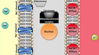 Spironolactone  Mechanism of action [upl. by Attirb]