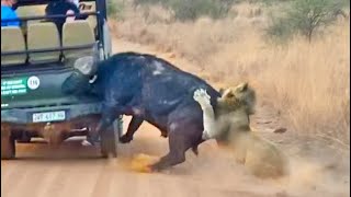 Buffalo Smashes Car to Try Chase Lions Away [upl. by Foley]