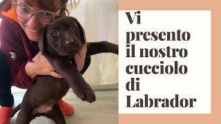 Il cucciolo💖labrador Puppy [upl. by Filmer768]