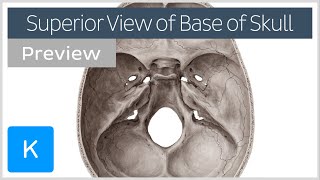 Superior view of the base of the skull preview  Human Anatomy  Kenhub [upl. by Gerianna]