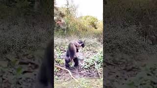 amazing 😱 the moment a man saves a monkey is so funny shorts amazing [upl. by Laumas]