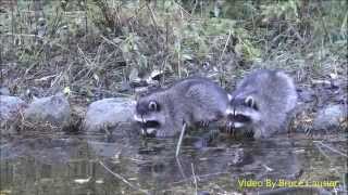 Baby Raccoons Washing Their Hands [upl. by Nilde276]