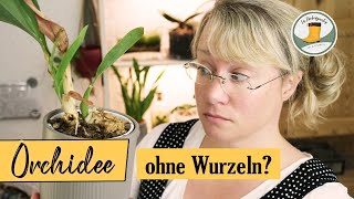 🌺 Orchideen ohne Wurzeln retten  so gehts [upl. by Neeloj375]