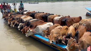 cow unloading cow videos cow video big cow goru hamba cow Ep  319 [upl. by Acimehs780]