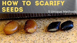 5 Ways to Scarify Seeds  Seed Scarification 101 [upl. by Octavian]