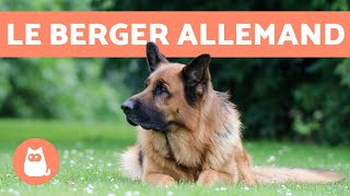 10 CURIOSITÉS SUR LE BERGER ALLEMAND [upl. by Narmak383]