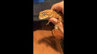 Rough Knob Tail Gecko [upl. by Eidnac518]