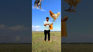 Catching flying domestic animals vs insects  Funny vfx magic 😄 shorts [upl. by Leahicm28]