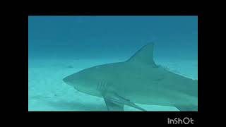 Bull Shark diving Playa del Carmen Cancun Cozumel Mexico [upl. by Alehs]