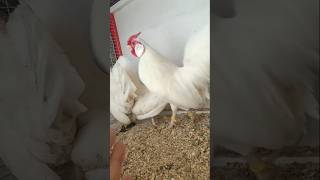 White Rose comb bantam chicken 🐔 youtubeshorts ytshortsfeed ytshorts trending shorts [upl. by Carpenter565]