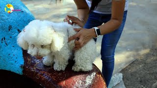 ¿Como funcionan las pipetas anti pulgas para perros y gatos [upl. by Costanza]