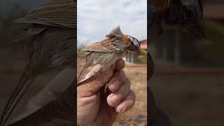 Comprei por r 50 esse ticotico para soltar perto da minha casa soltura aves musica [upl. by Wieche]