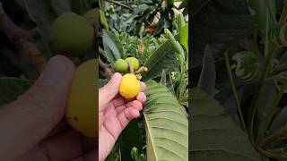 అమెరికా లో Loquat Fruits sweet juicy big seeds pick from tree and eat when fully ripe california [upl. by Grace200]