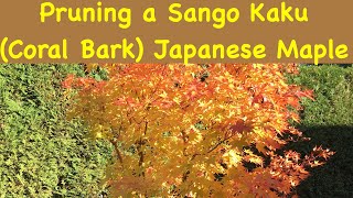 Pruning a Sango Kaku Coral Bark Japanese maple [upl. by Monro]