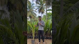 Hybrid coconut trees  dwarf coconut trees  Ganga bondam  west coast tall  7904059789 [upl. by Schindler430]