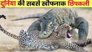 ये है दुनिया की सबसे खतरनाक छिपकली  Most Dangerous Komodo Attacks [upl. by Hsakaa]