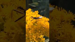 Spined Assassin Bug On Goldenrod Flowers beneficialinsects goldenrod [upl. by Nilesoy384]