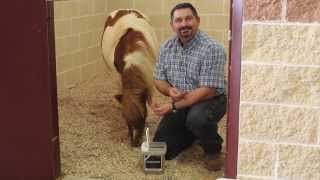 Chaste Tree Berry Powder for Horses by Mark DePaolo DVM [upl. by Cleve]