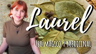 LAUREL  Uso MÁGICO y MEDICINAL [upl. by Franciskus]