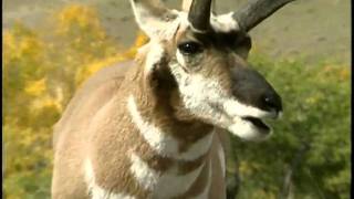 Pronghorn  National Park Animals for Kids [upl. by Einttirb]