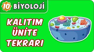 Kalıtım Ünite Tekrarı  10 Sınıf Biyoloji [upl. by Ydospahr]