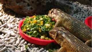 Gidgee Skink and Hosmers Skinks eating salad mix [upl. by Kcim869]