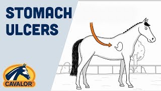 How to prevent stomach ulcers with your horse for better performance [upl. by Nino]