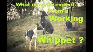 What to expect from a working whippet [upl. by Dabbs67]