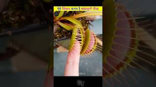 Venus Flytrap Carnivorous Plant [upl. by Buddie285]