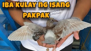 IBA KULAY NG ISANG PAKPAK Reggie Cruz Loft amp Aviary reggiecruzloftandaviary racingpigeon [upl. by Priestley]