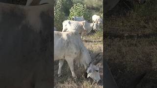 beautiful cow breeds 🐄  shorts viral cows [upl. by Mij334]