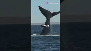 Ballena azul El gigante del océano que todos debemos proteger [upl. by Anileva730]