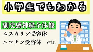 薬学副交感神経全体像 ムスカリン受容体、ニコチン受容体、アセチルコリンなど [upl. by Komara]