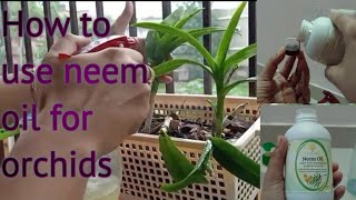 How to use neem oil for orchids  best insecticide or pesticide for orchids or any plant [upl. by Ecyor248]