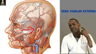 Venas Yugulares lo que tiene que saber un estudiante de medicina Resumen 2019 [upl. by Merwin]