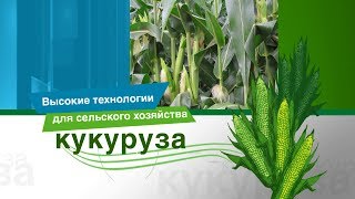 Инновационная защита кукурузы [upl. by Iohk]